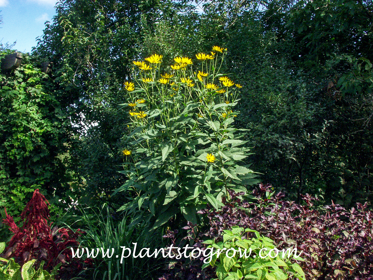 Jerusalem Artichoke (Helianthus tuberosum)
An 8 foot or taller plan